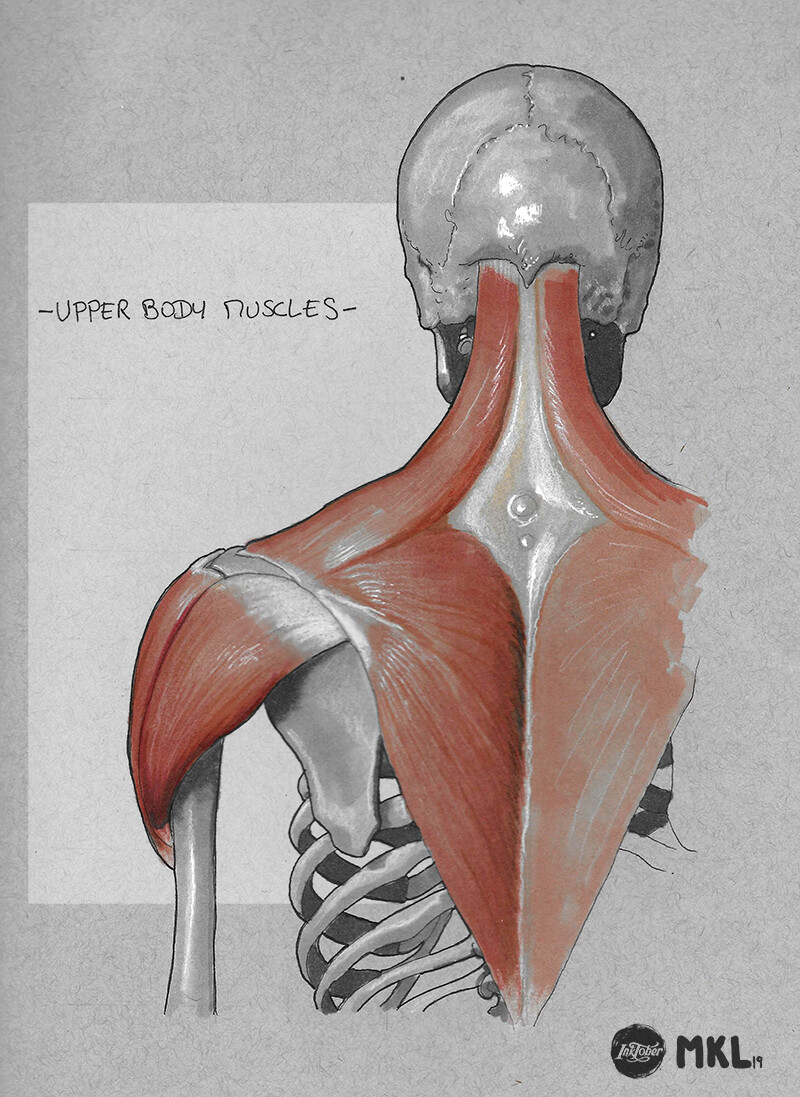 Anatom'Inktober day 21 : upper body muscles (from back)