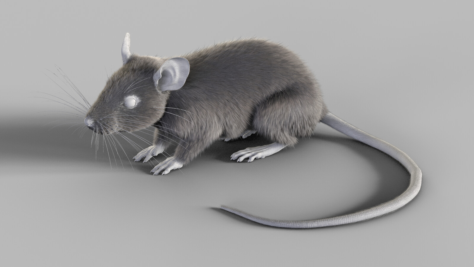 Mouse Grooming Grey