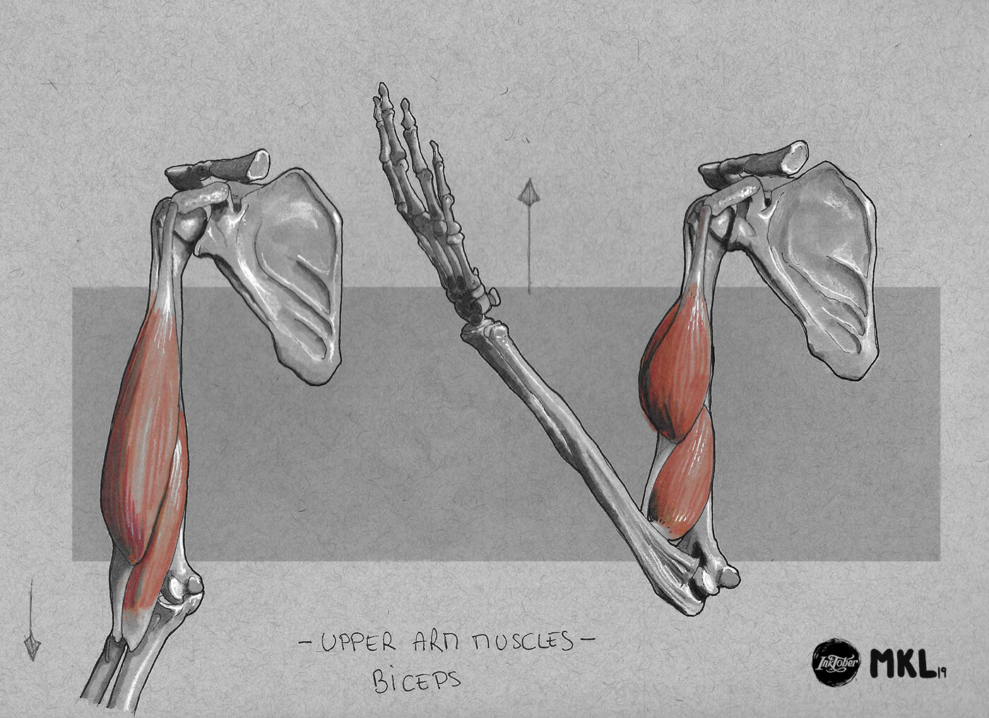 Anatom'Inktober day 22 : upper arm muscles, Biceps