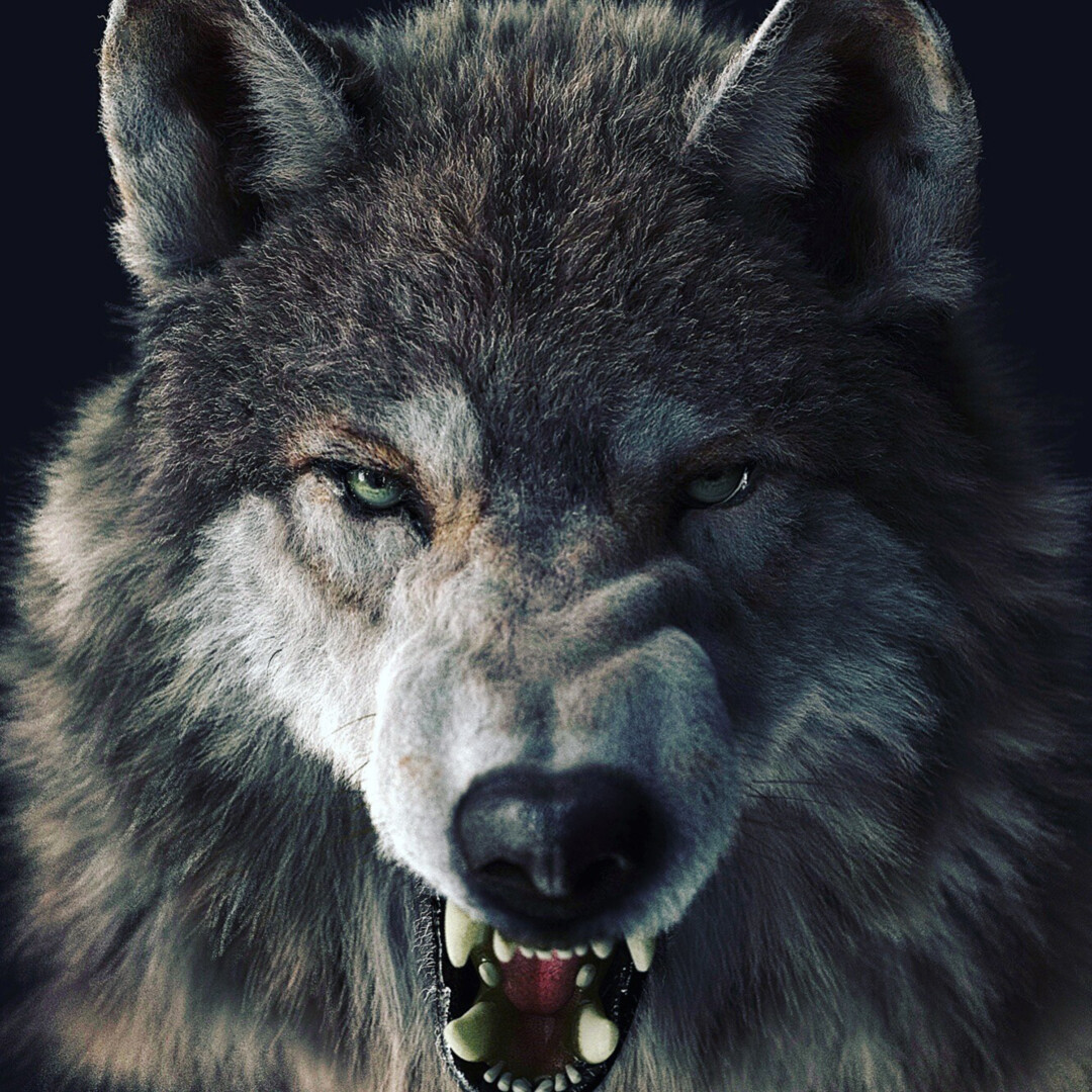 Snarl test - new groom
