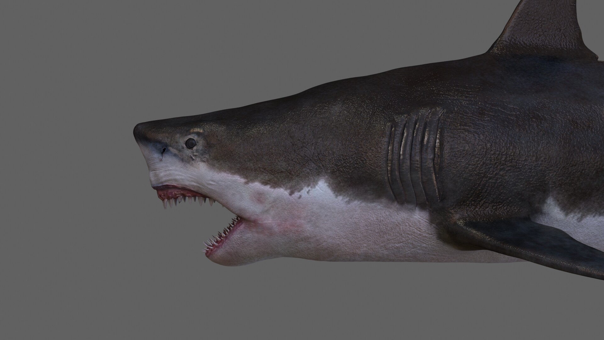 ArtStation - 3D Shark