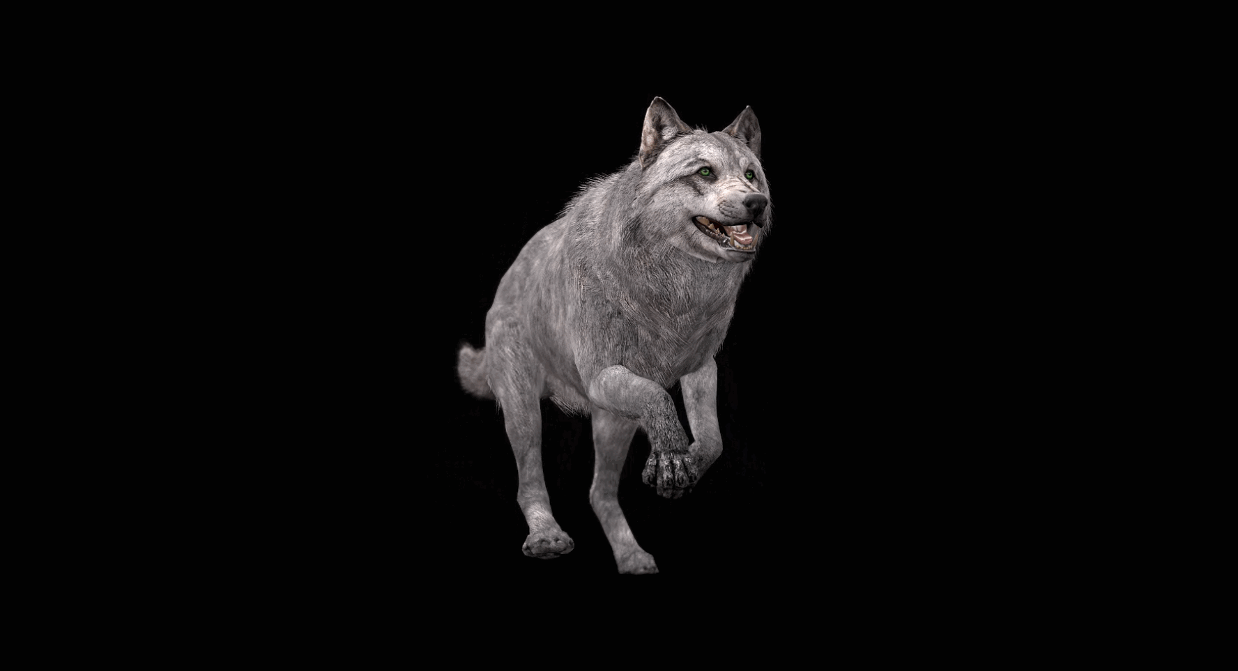 wolf running cycle animation flavie