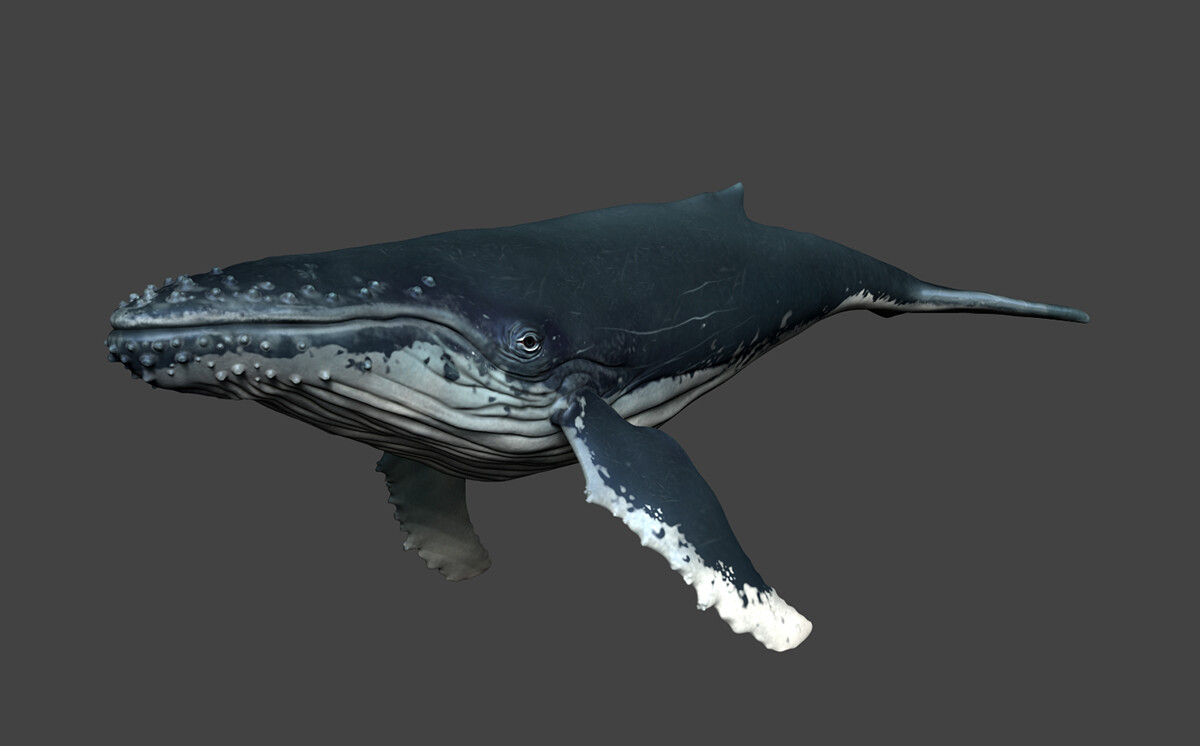 original whale model