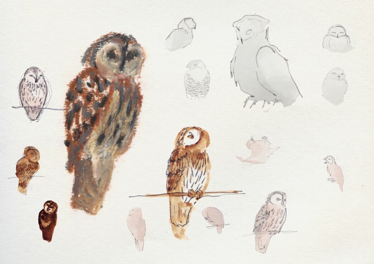 tawny and snowy owls
