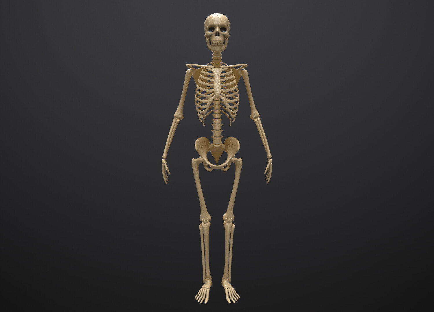 Ткань скелета человека. Скелет стоит прямо на черном фоне. Мерседес скелет.