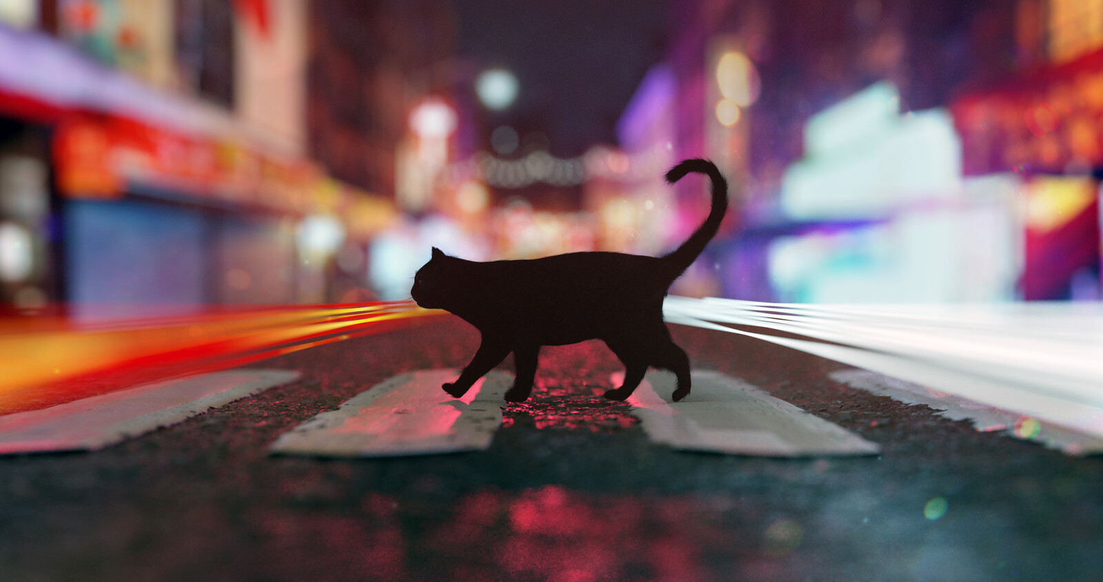 Cat walking on road (color edited)