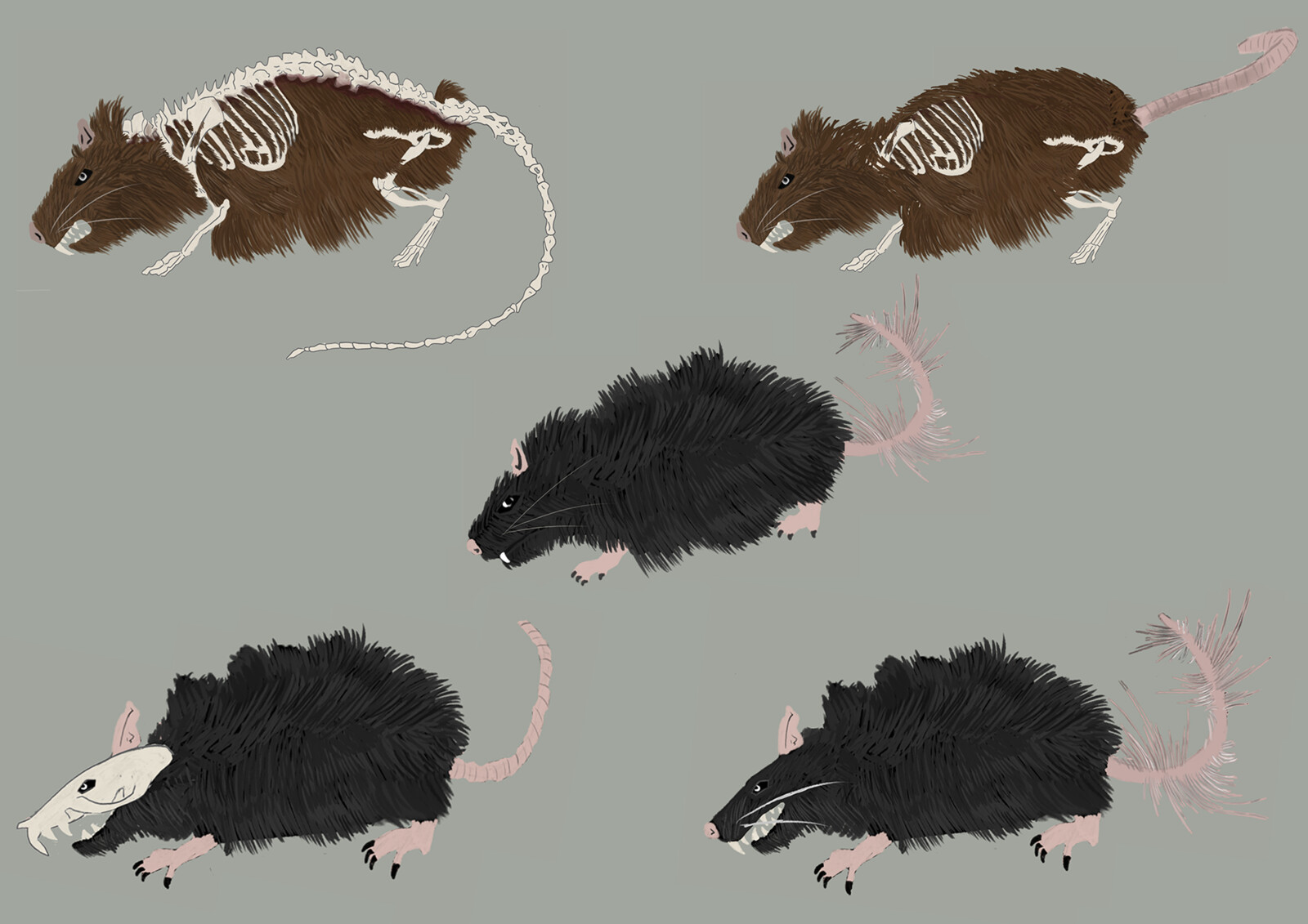 Rat concepts