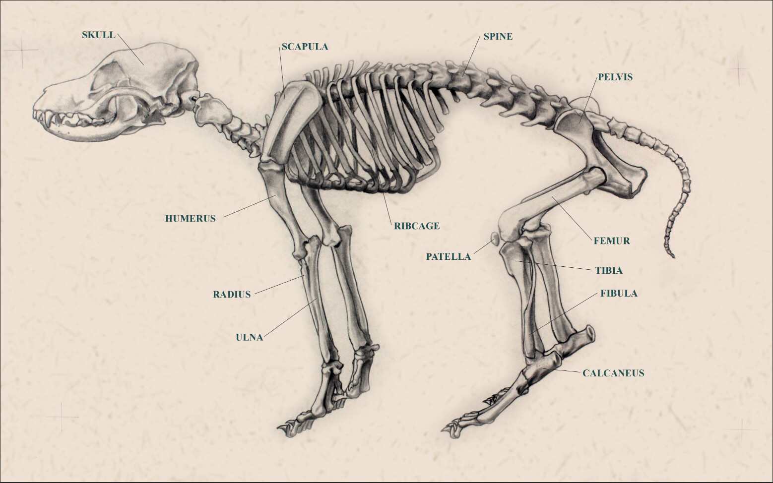 Hadriana Oliveira Dog Anatomy Study