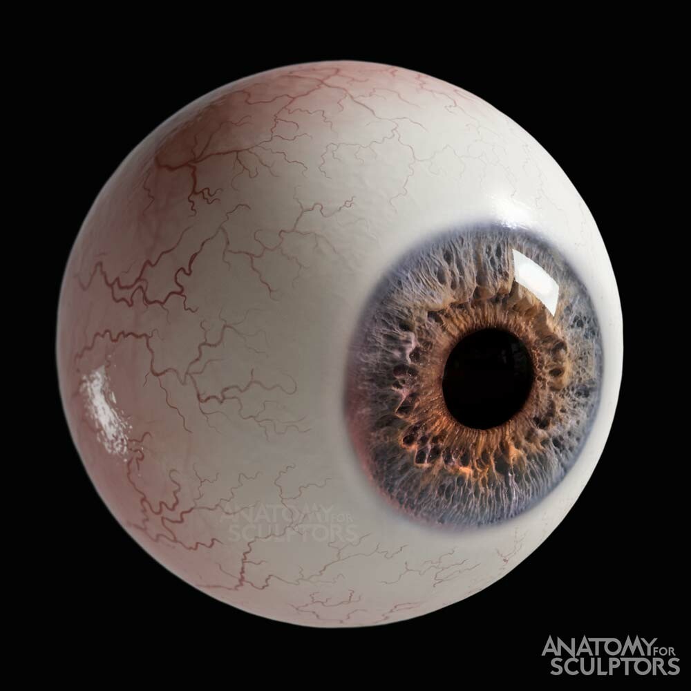 An Eyeball