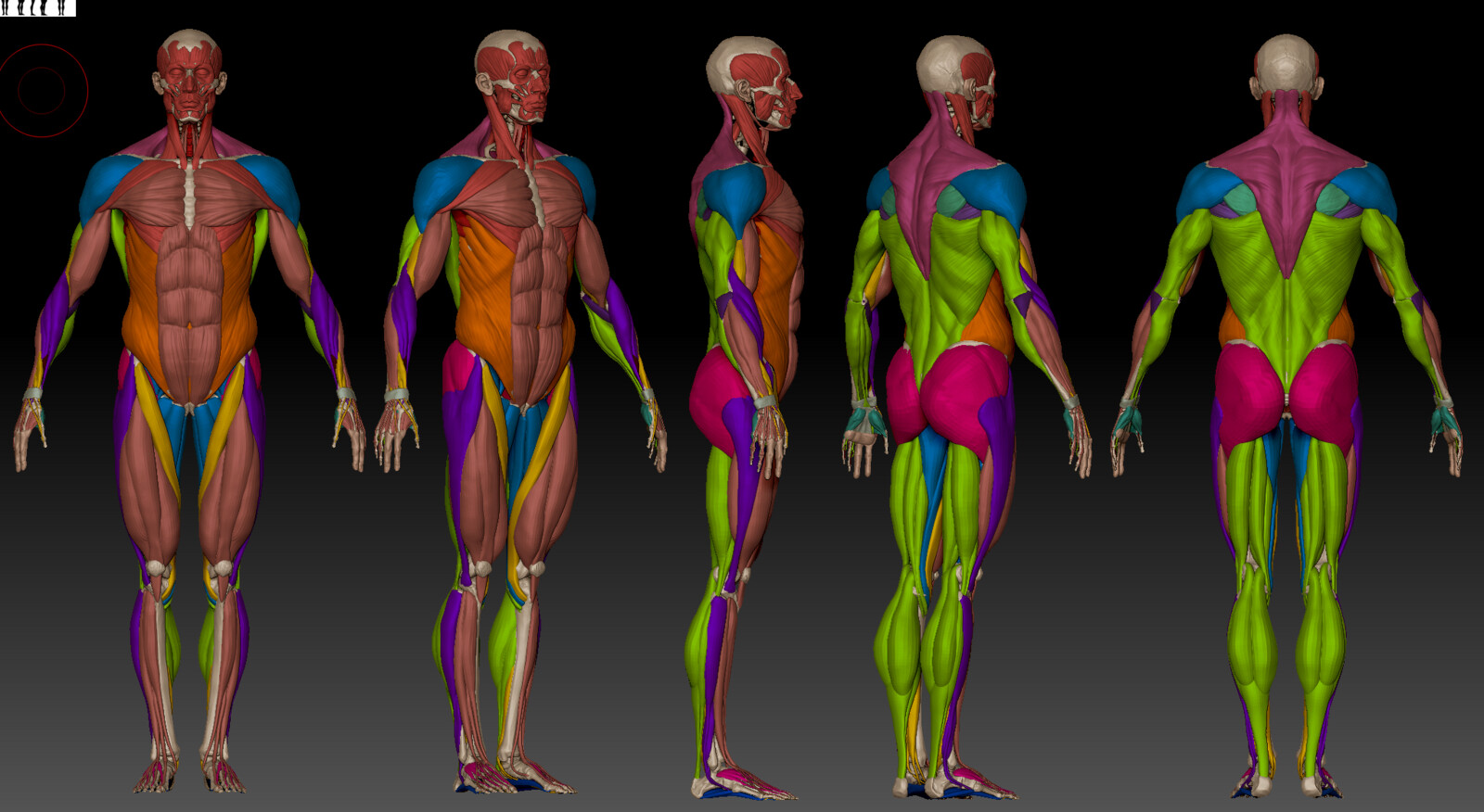 Td body. Анатомия на доске.