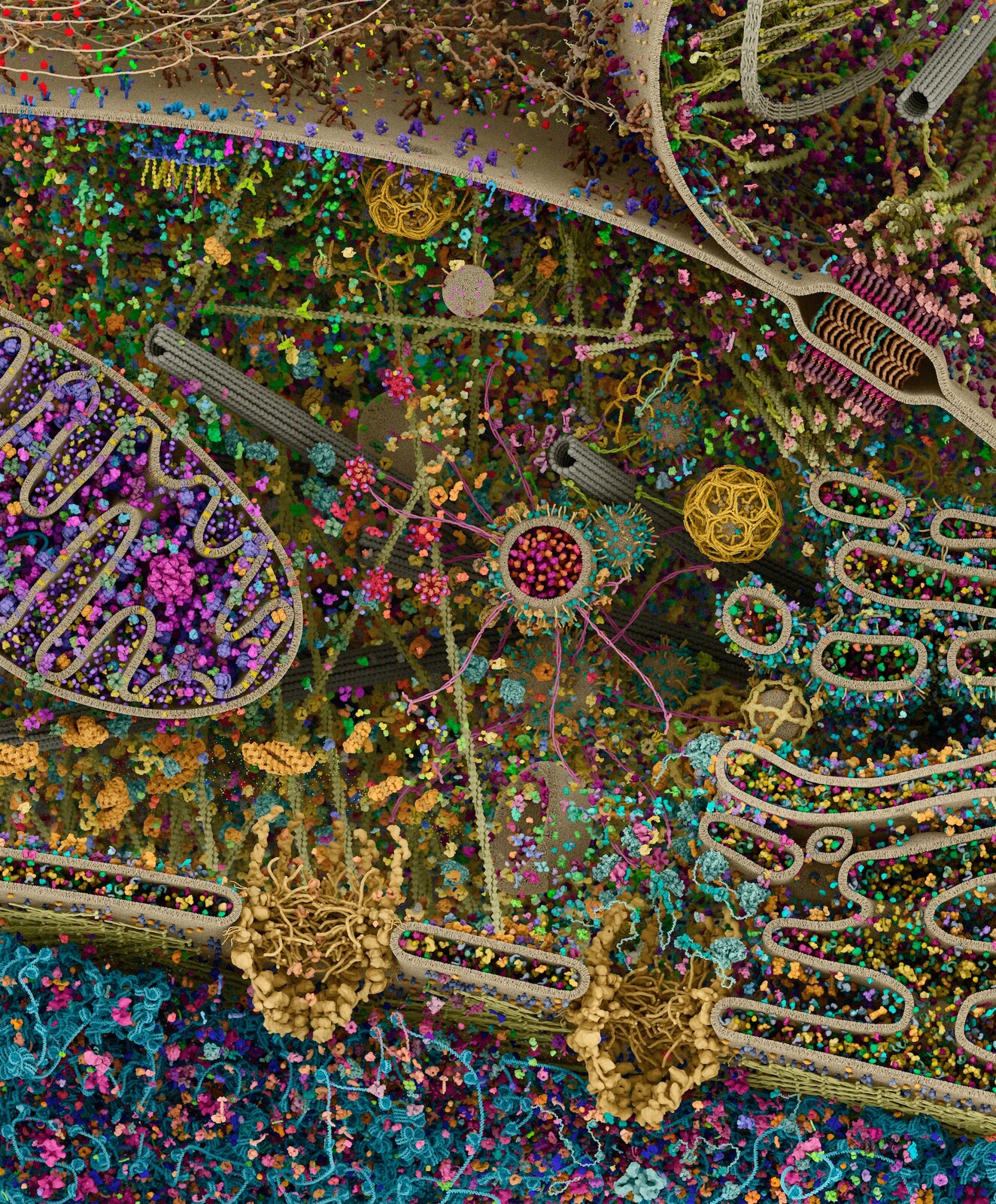 Cellular landscape cross-section through a eukaryotic cell, by Evan Ingersoll &amp; Gael McGill - Digizyme’s Molecular Maya custom software, Autodesk Maya, and Foundry Modo used to import, model, rig, populate, and render all structural datasets