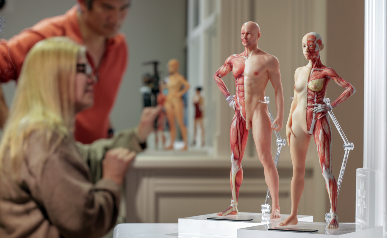 Mixed Dimensions Studios Human Anatomy Models 3d Printed