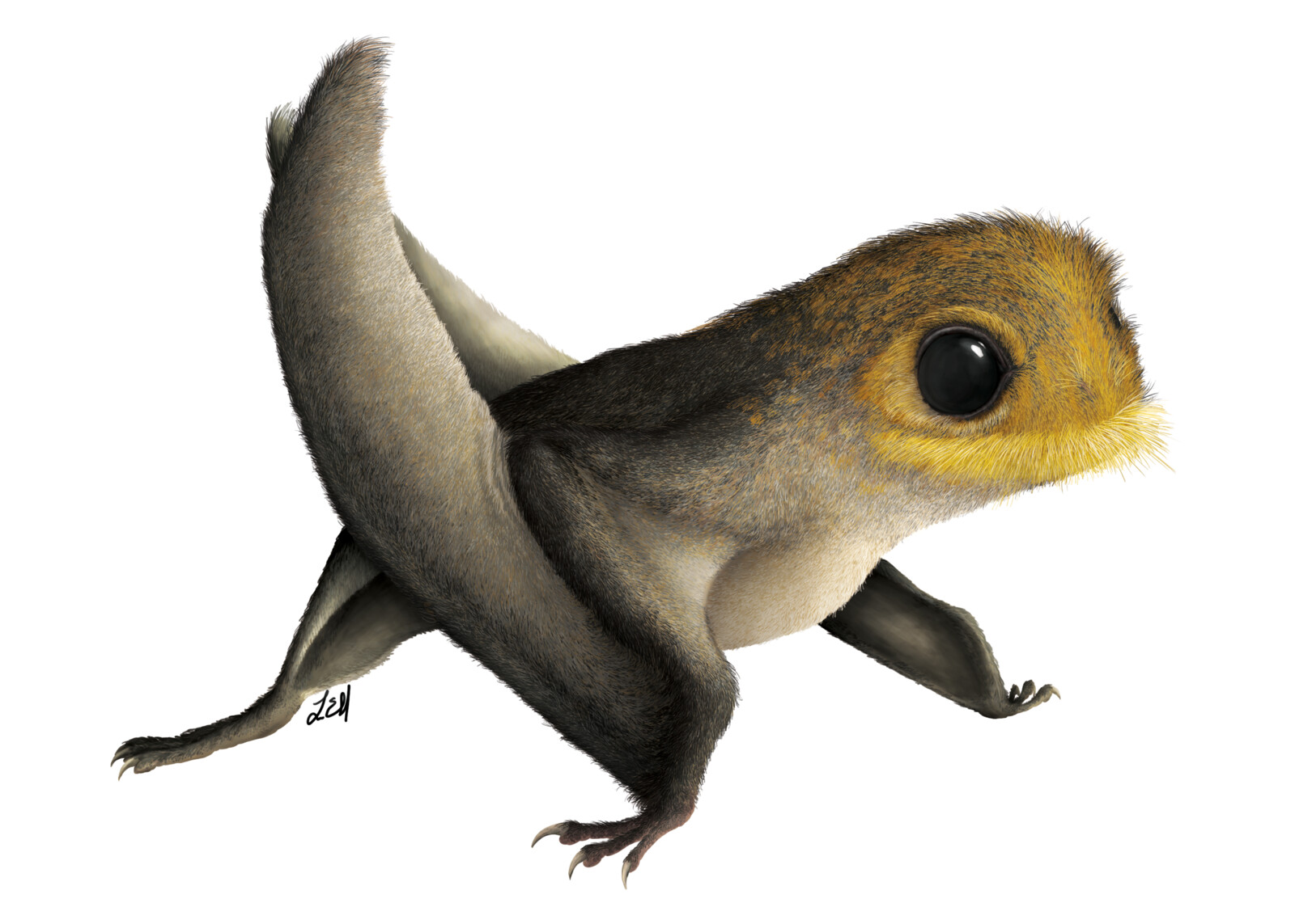 Anurognathus
