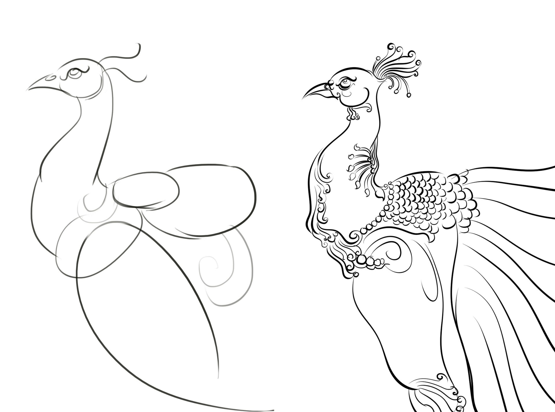 Artstation Peacock Bird Drawing Gva Arts The term peacock refers to the male while the term peahen is reserved for the female. artstation peacock bird drawing gva arts