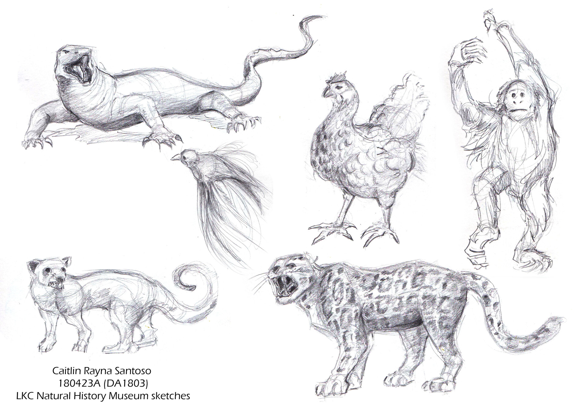 Caitlin Soh - Animal Locomotion Assignments