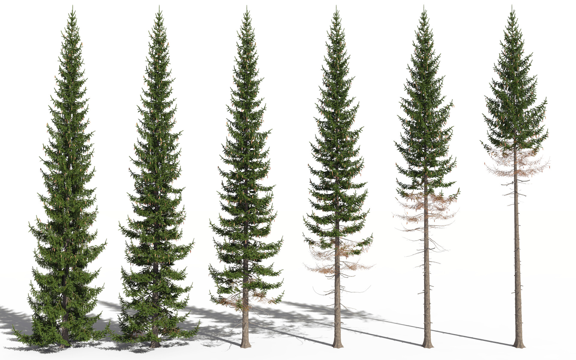 Artstation Norway Spruce 3d Tree Engine Picea Abies Frederic Bec