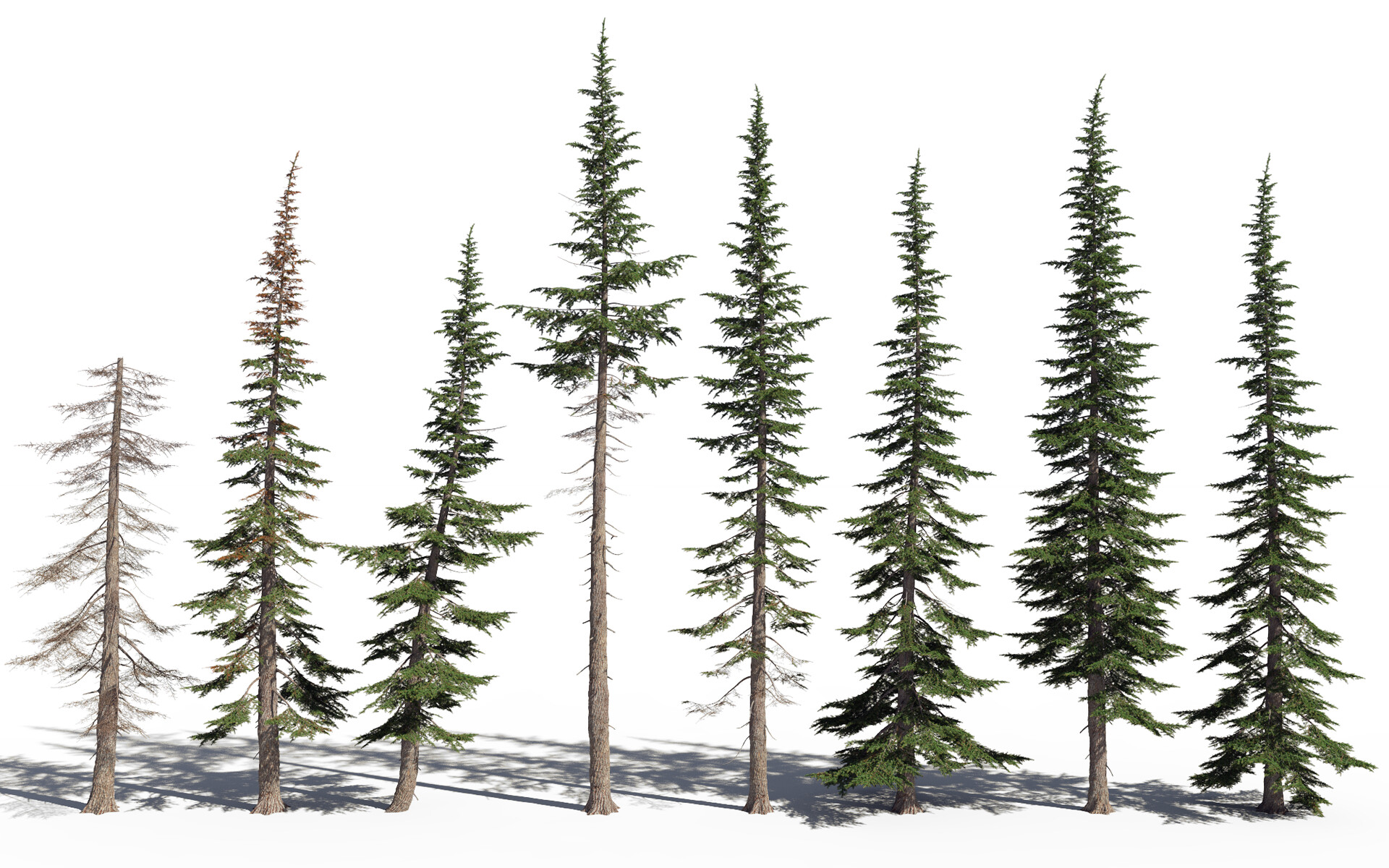 Artstation Tsuga Mertensiana Moutain Hemlock 3d Tree Model Engine Frederic Bec