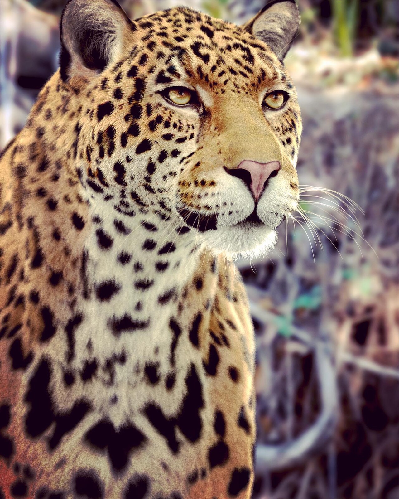Jaguar rendering test
