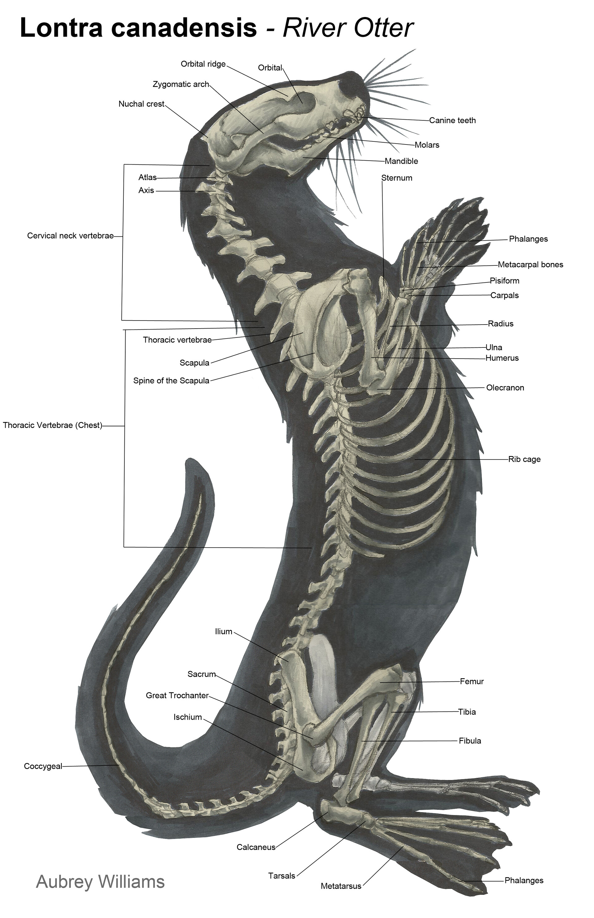 Sea Otter Organ Diagram