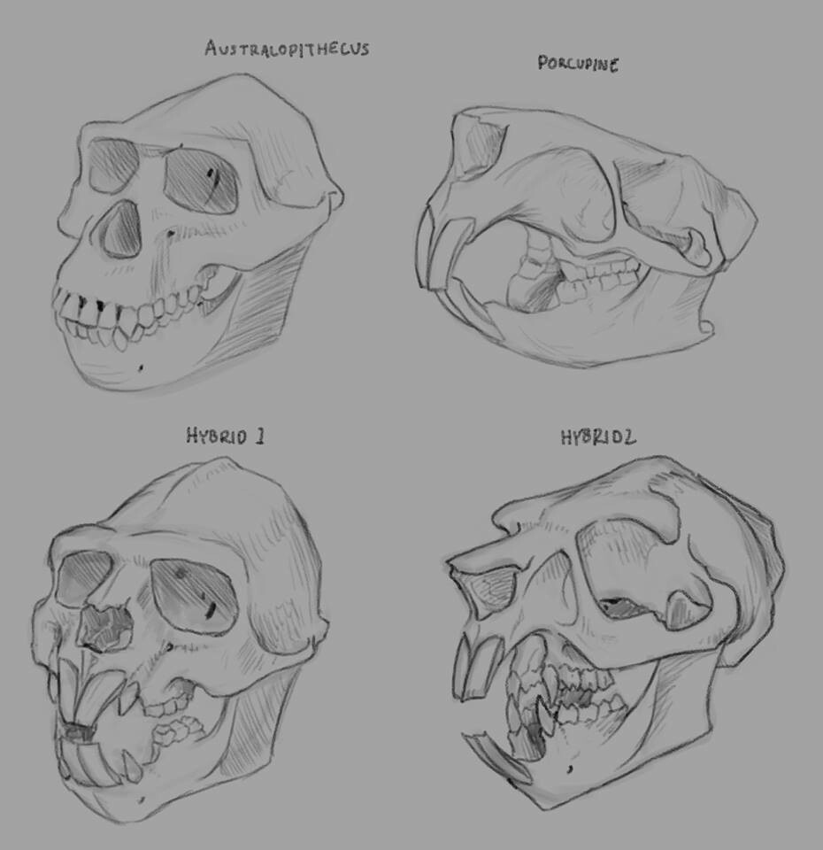 Skull studies
