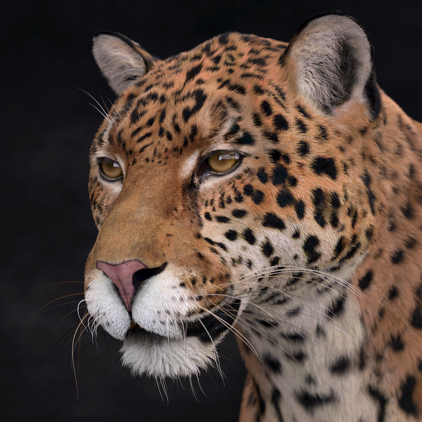 Jaguar - new test