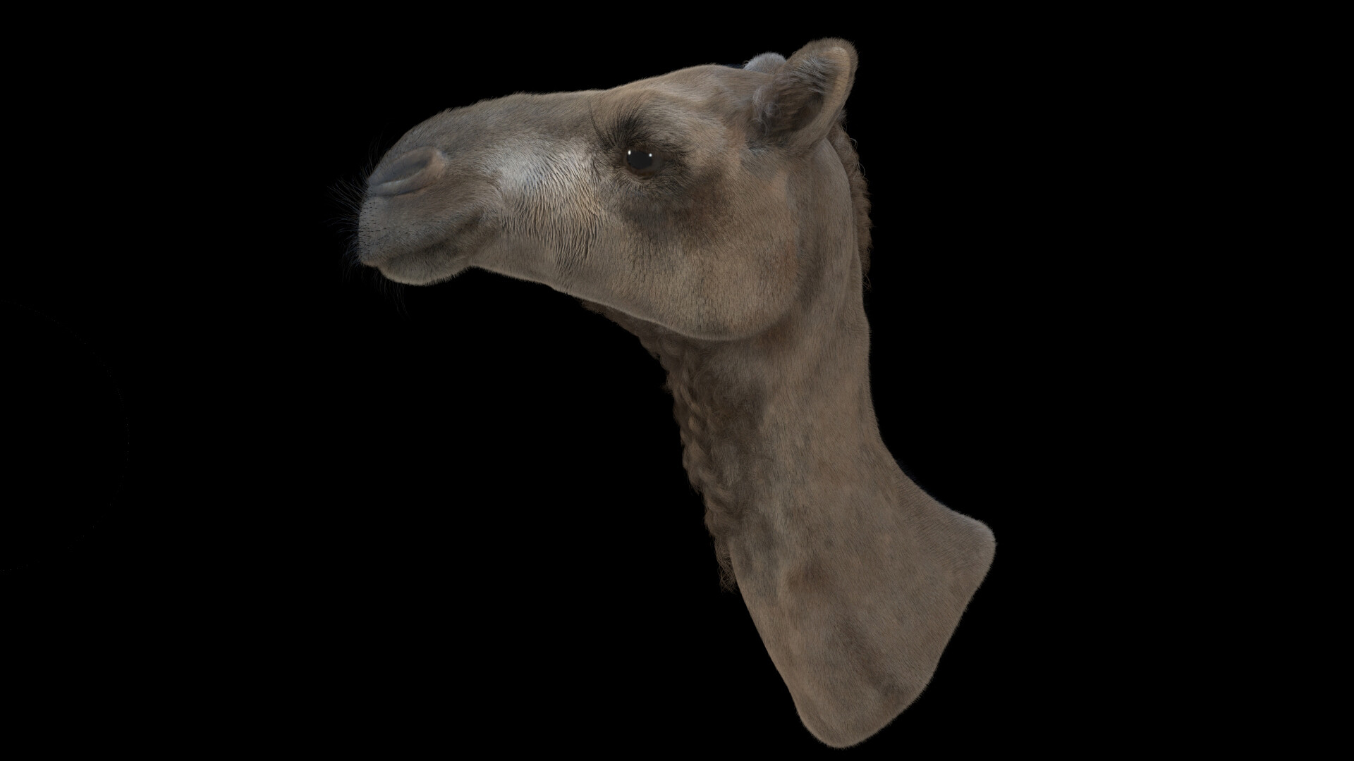 ArtStation - Camel's head