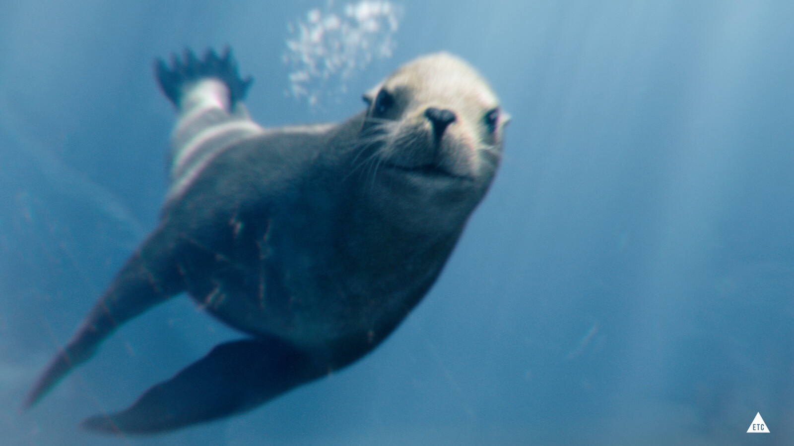 Sea lion sculpting and modeling