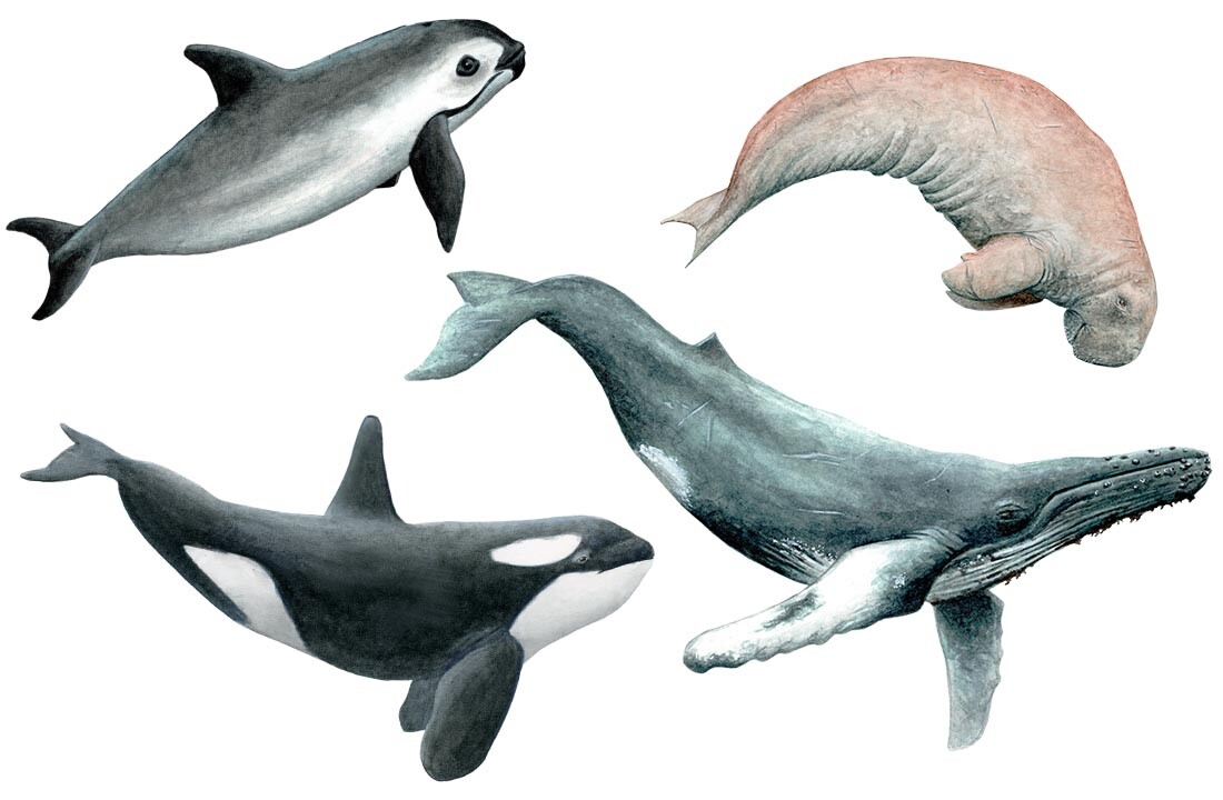 Phocoena sinus, Dugong dugong, Orcinus orca and Megaptera novaeangliae
