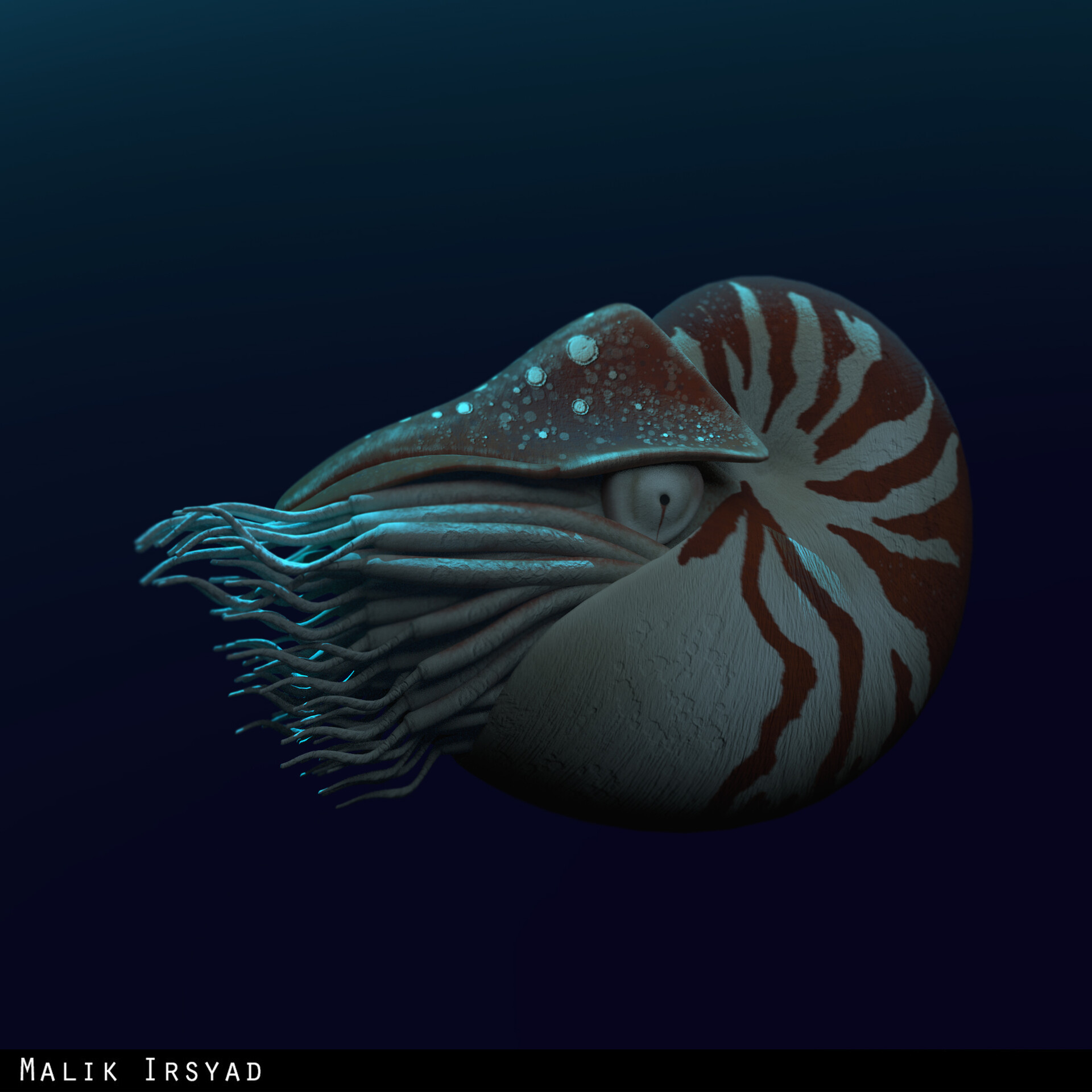 Malik Irsyad Deep Sea Creature Nautilus belauensis