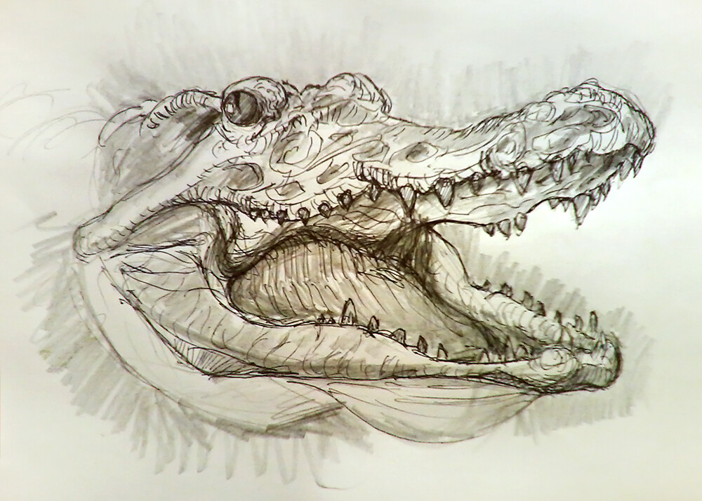 3,200+ Alligator Drawing Stock Photos, Pictures & Royalty-Free Images -  iStock | Alligator sketch, Alligator painting