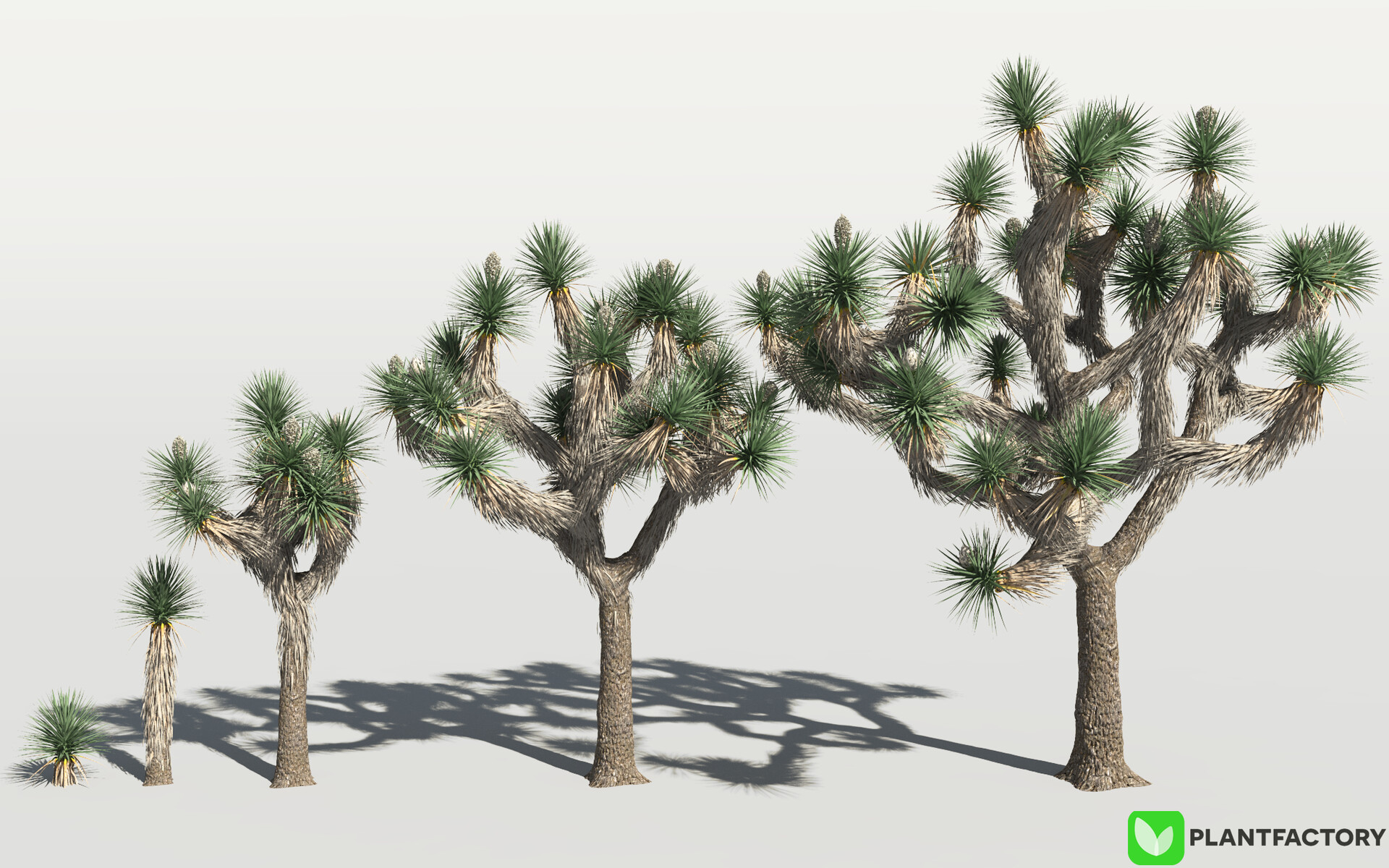 Frederic Bec 3d Joshua Tree Yucca Brevifolia