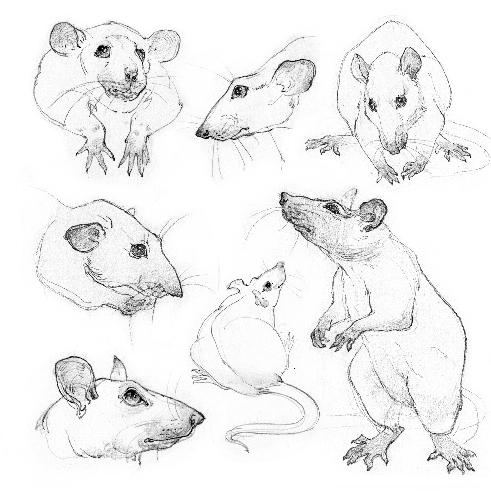 Kangaroo Rat Pencil Drawing - How to Sketch Kangaroo Rat using Pencils :  DrawingTutorials101.com