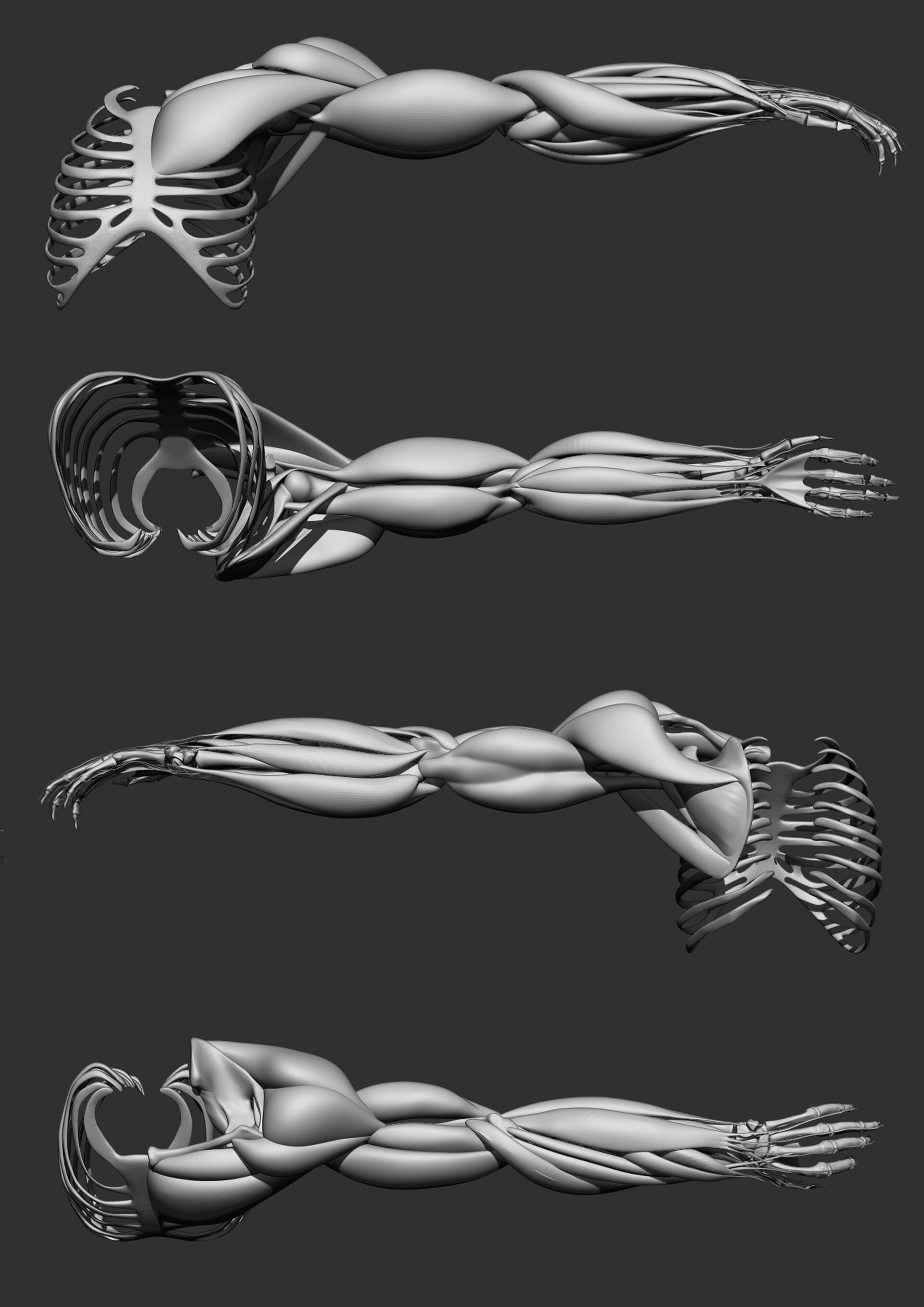 Philip milanov gorilla 3d muscles and skeleton