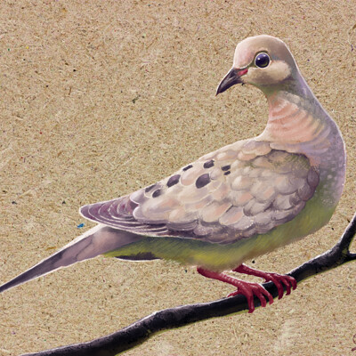 Javier valdez mourning dove