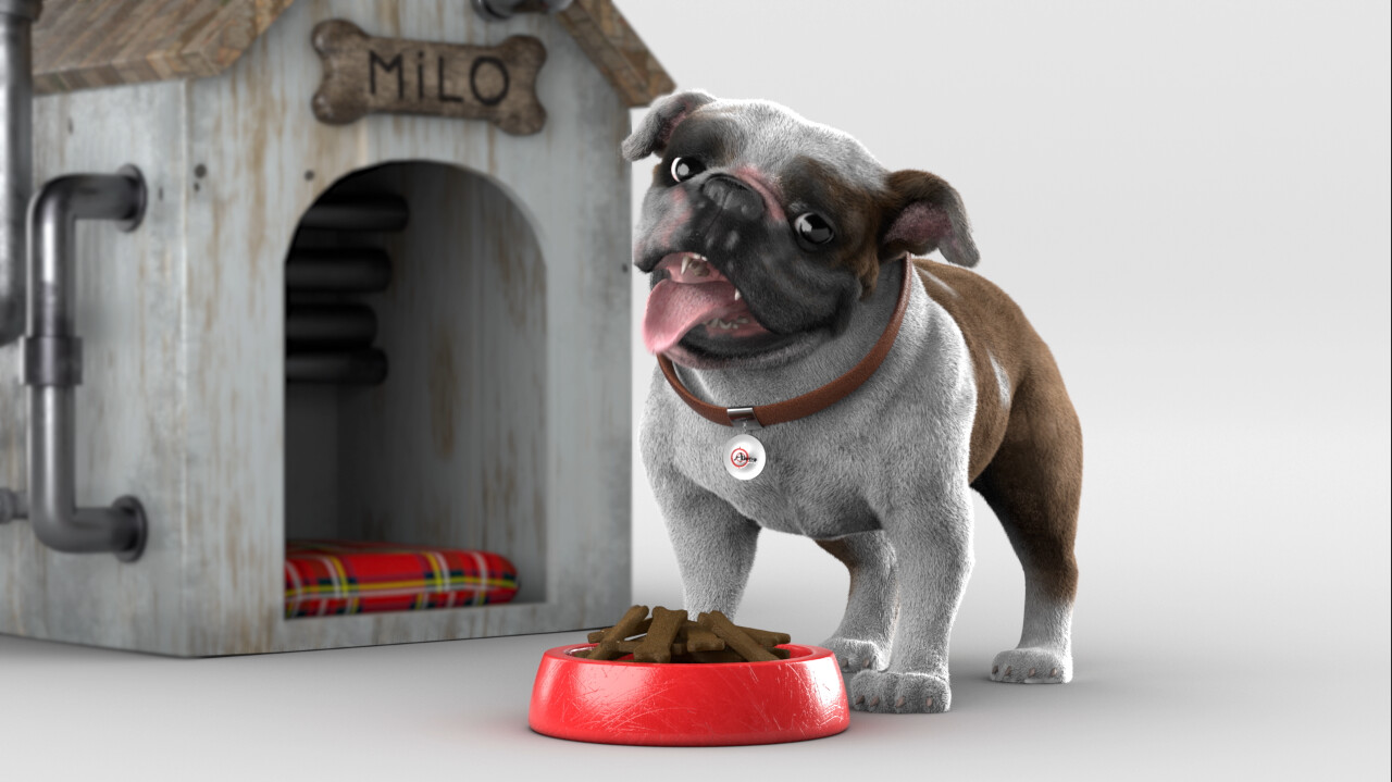 Bulldog Animation