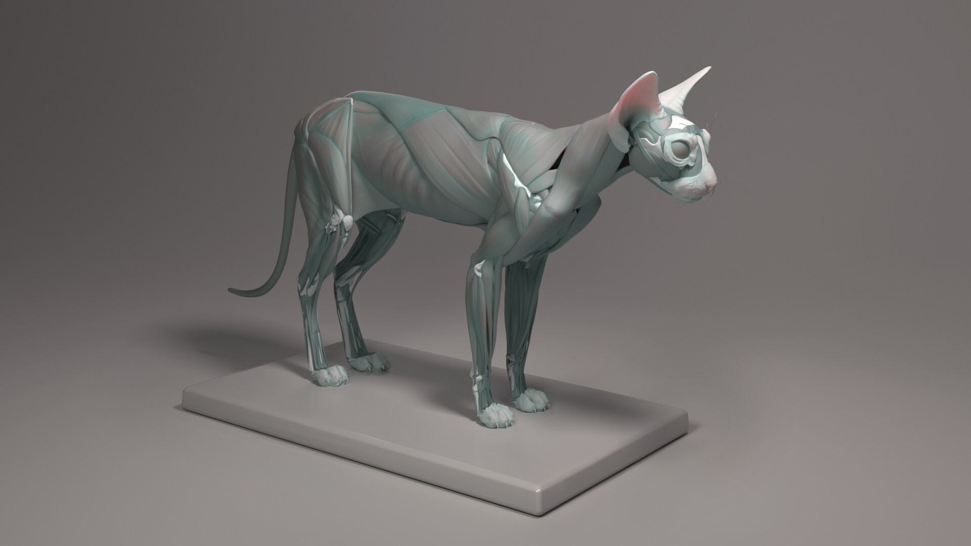 Maria Puchkova - Sphynx Cat Study