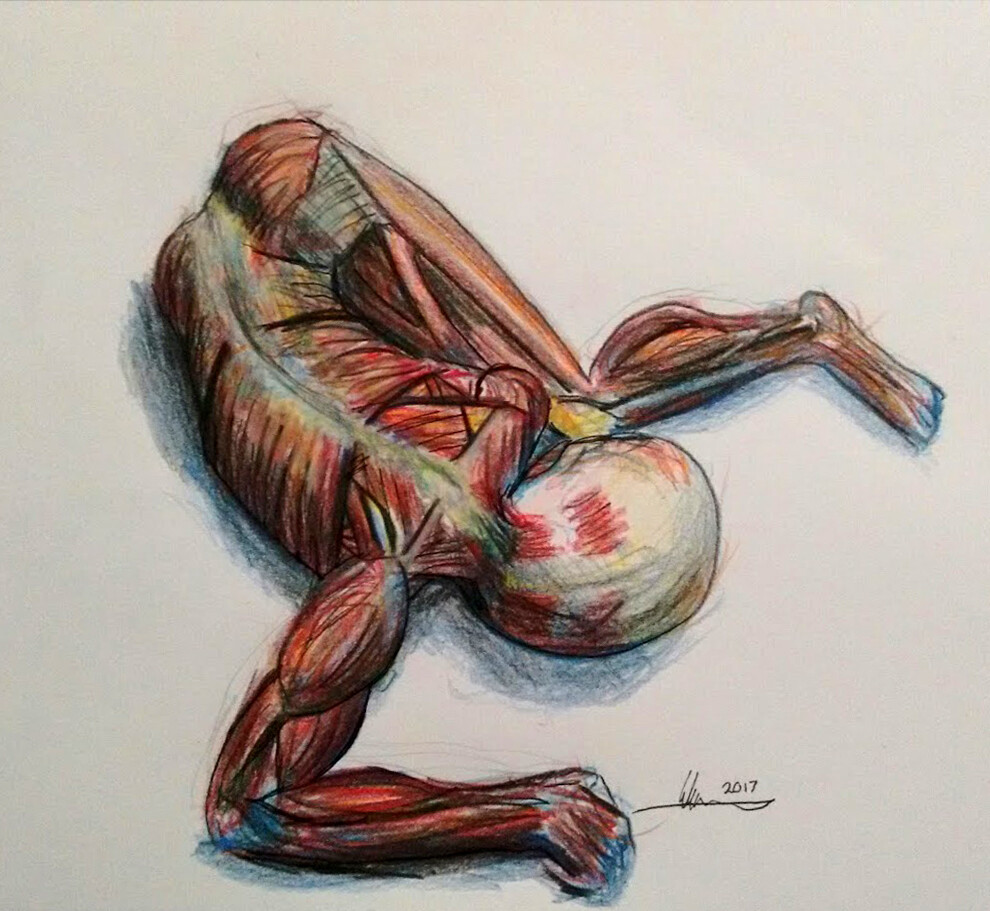 Anatomy Study