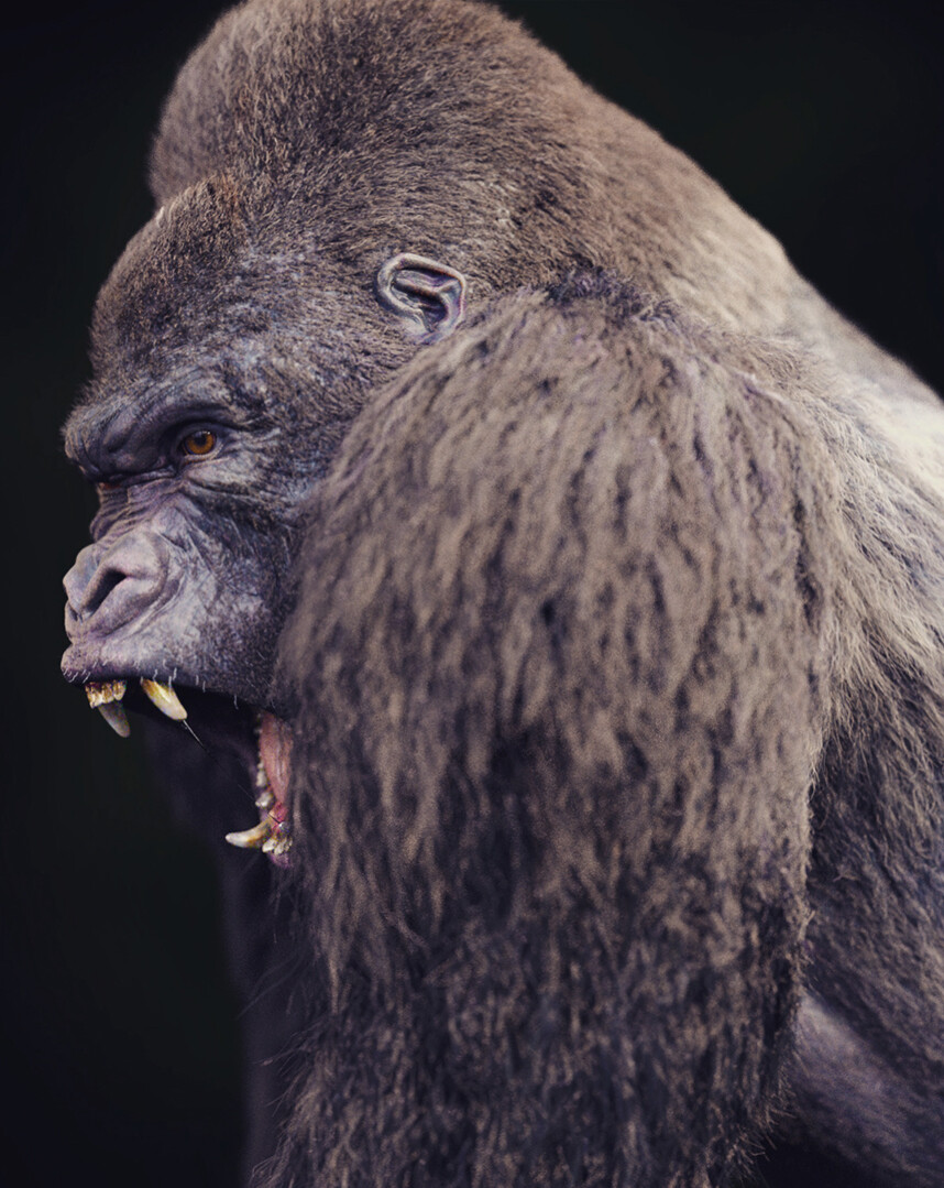 Gorilla Grin test