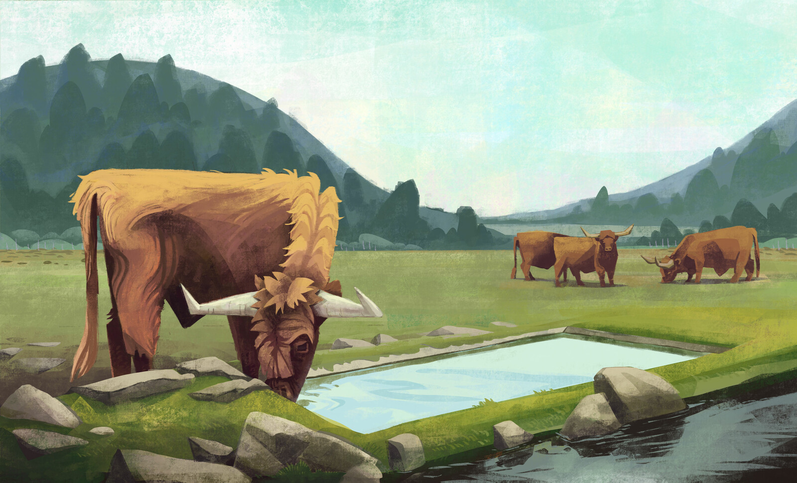 Higlander cows 