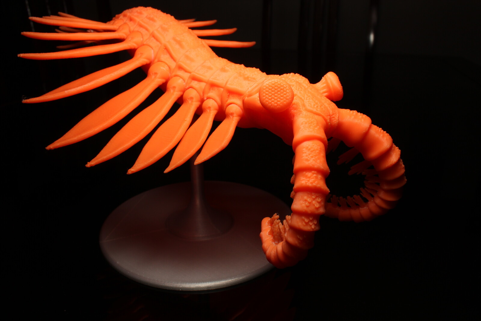 RK Science Factory Anomalocaris