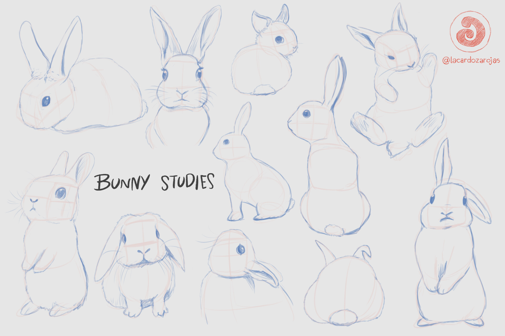 picture Anatomy Rabbit Drawing Reference bunny studies luis angel cardoza rojas