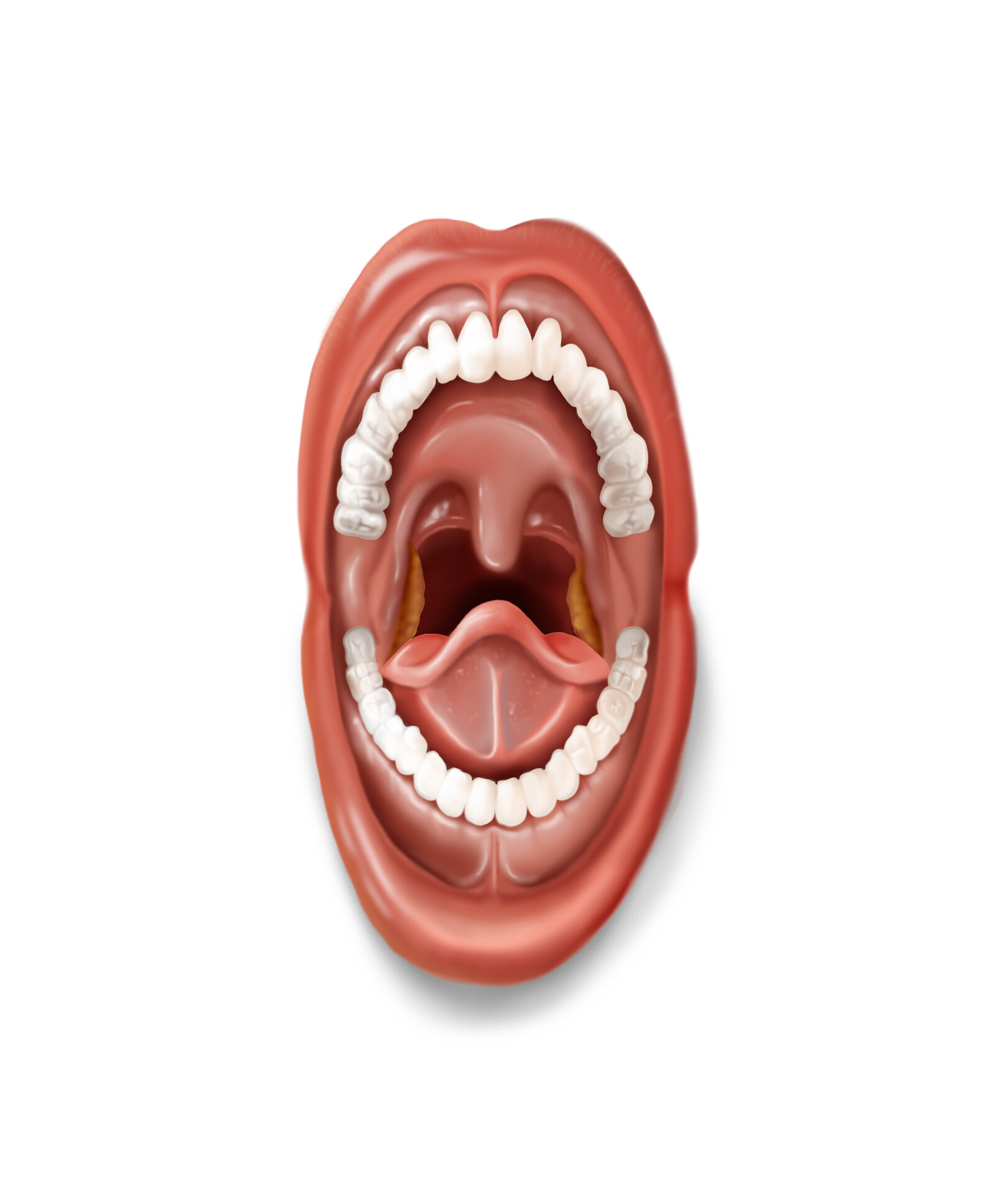 Sabrina Di Blasi - Oral Anatomy