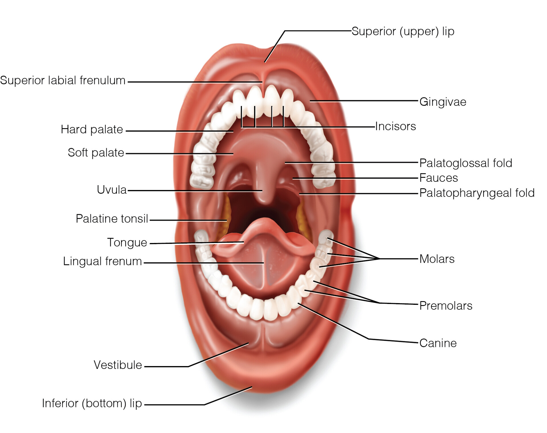 Внутренняя часть рта. Анатомия ротовой полости человека.