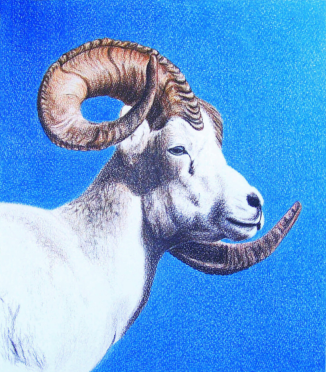 Lápiz de color - Coloured pencil technique, made on a white background without colour saturation