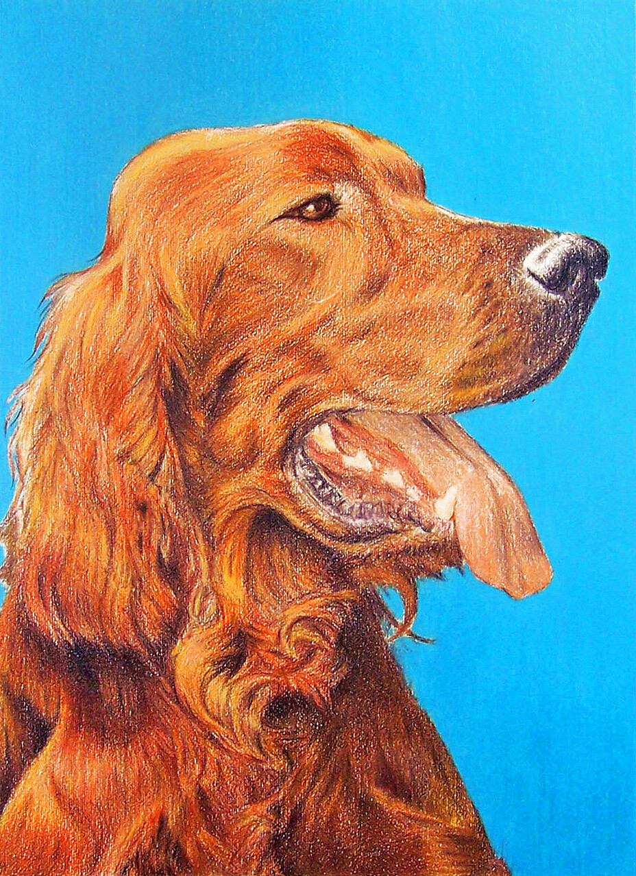 Lápiz de color - 
Color pencil technique, made in white background with color saturation
