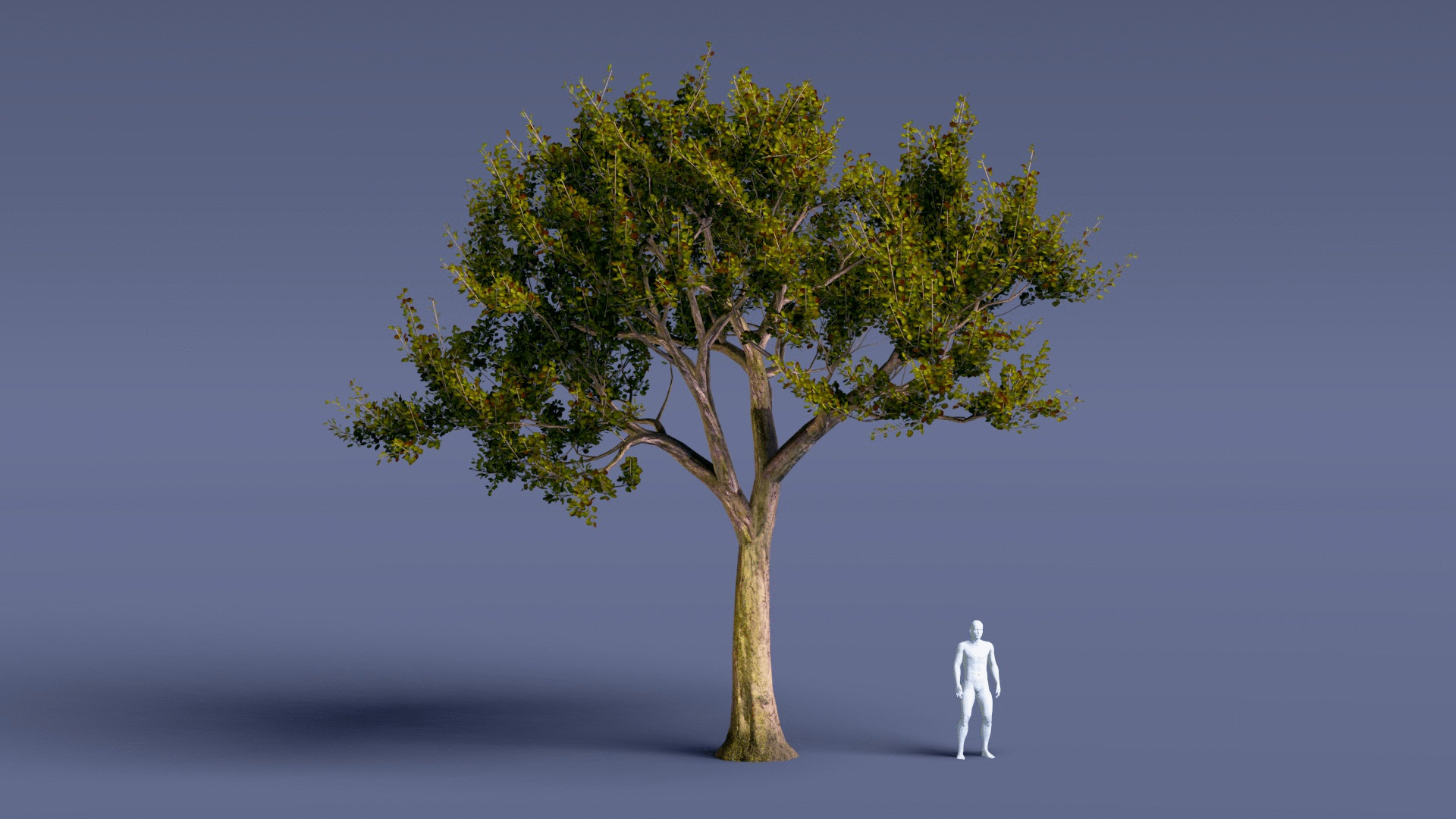 Blender дерево. Дерево в блендер 3д. Blender модели дерево. Деревья в Blender 3d.