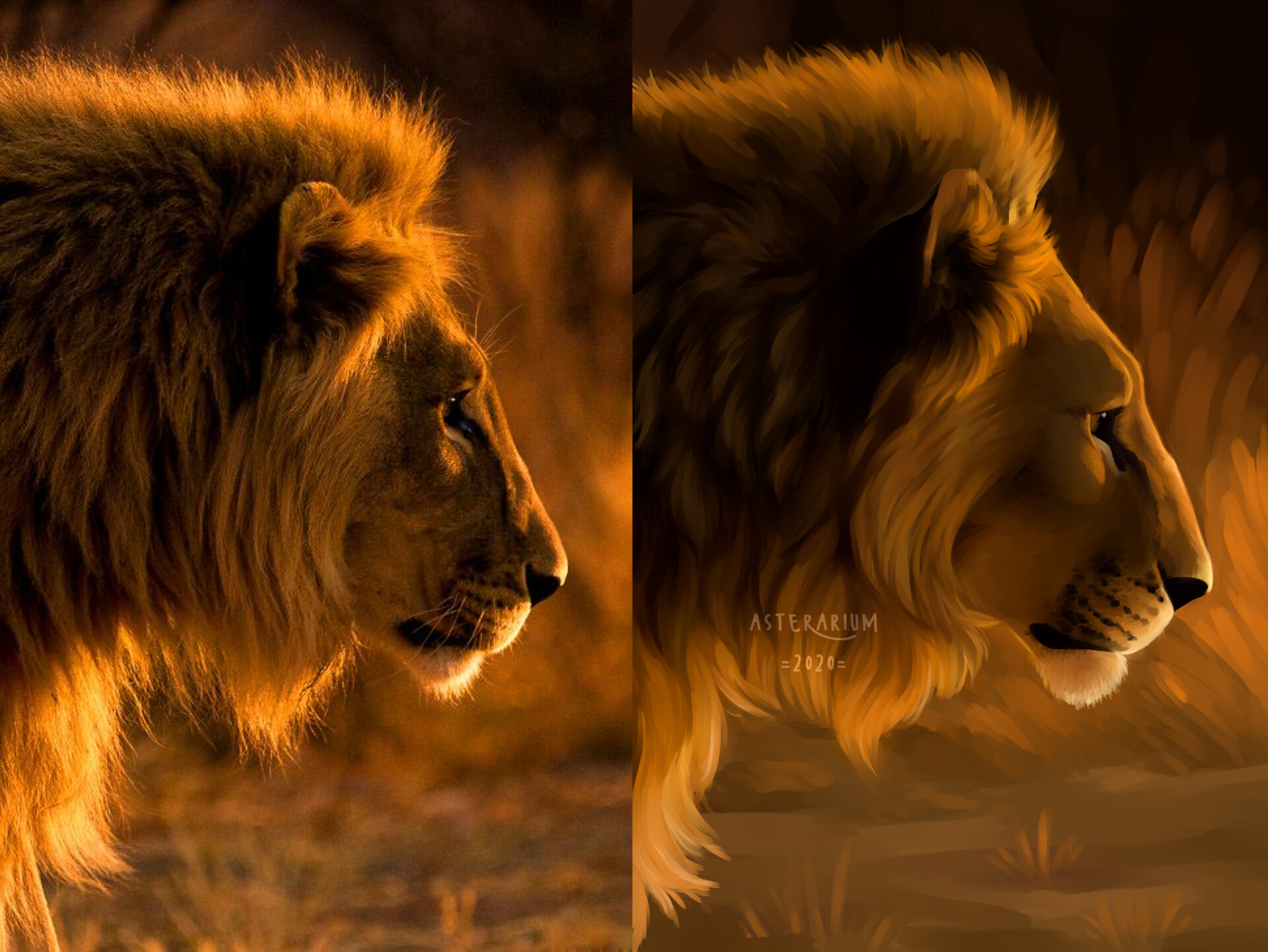 Renee Jenkins Lion Study
