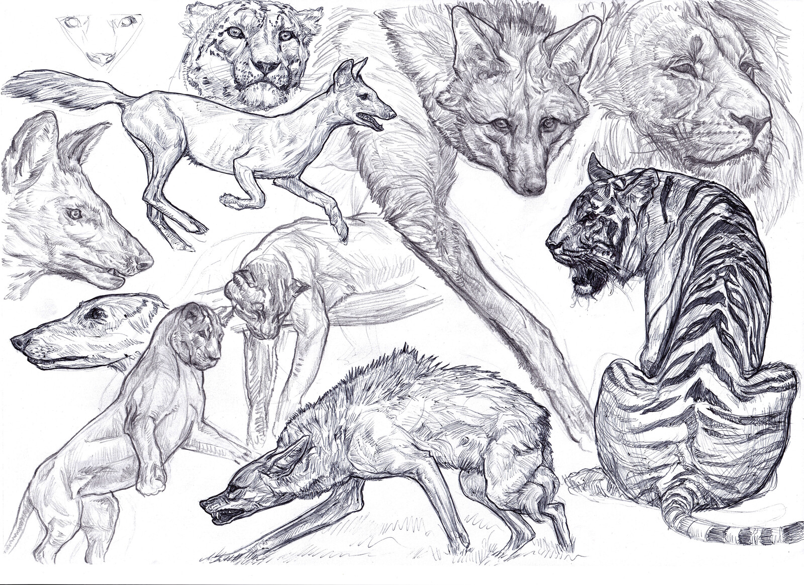 Study Sketches