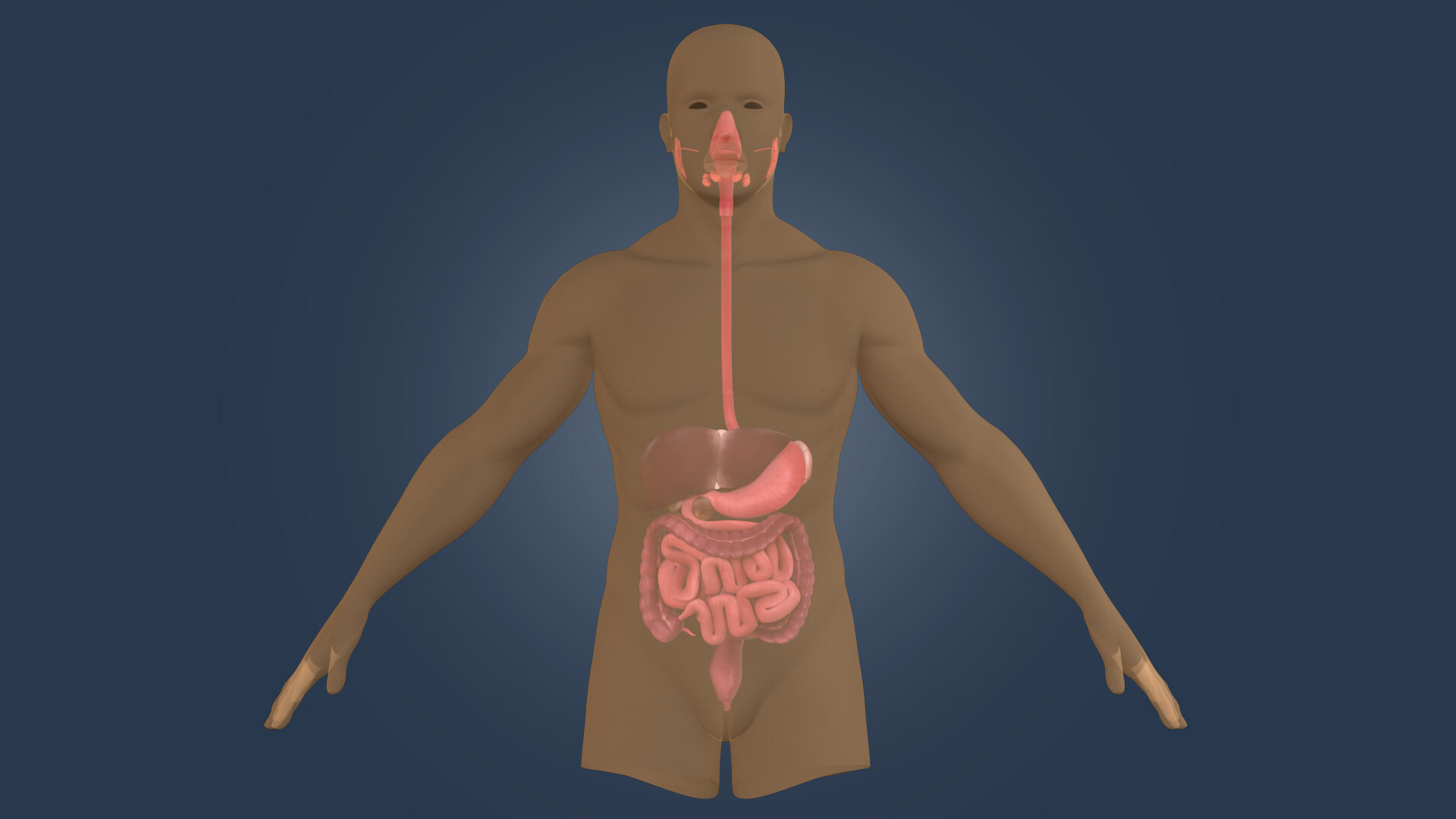 Artstation Digestive System Viacheslav Titenko