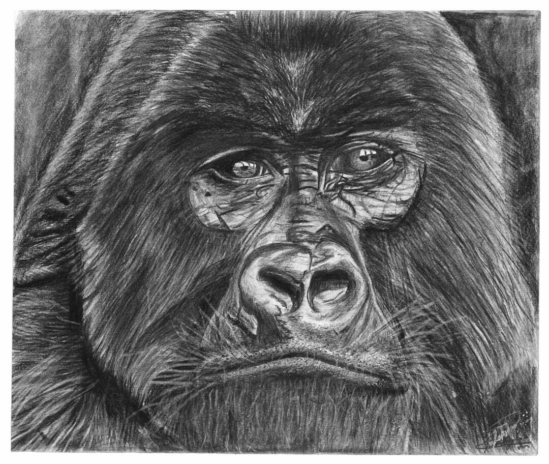 ArtStation - Gorilla Charcoal Drawing